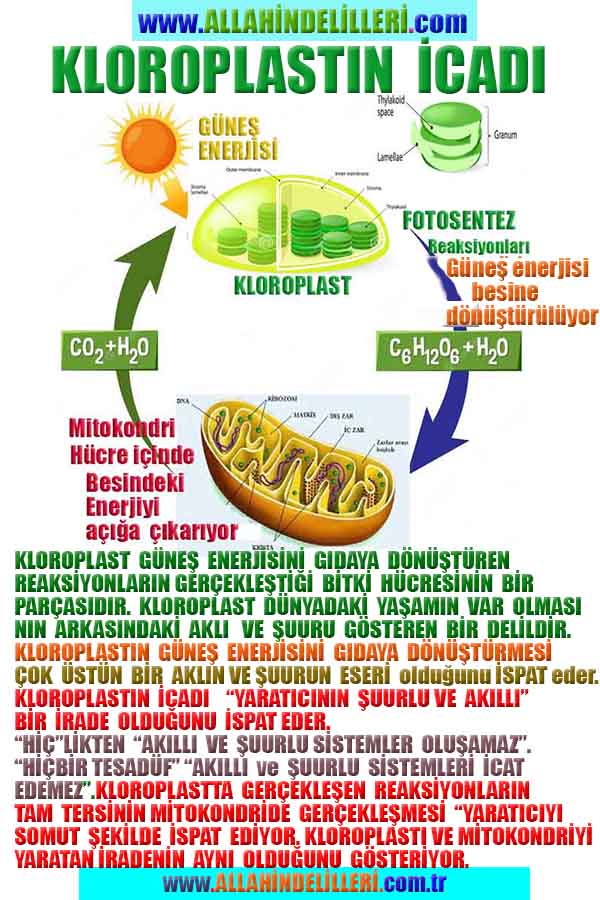 allahin varliginin delilleri, allahin delilleri, allah-delilleri, allah delil, allah var delilleri